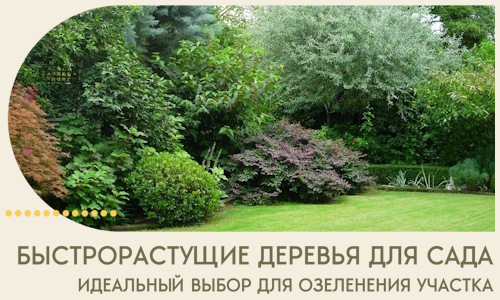 Быстрорастущие деревья для сада идеальный выбор в Киржаче