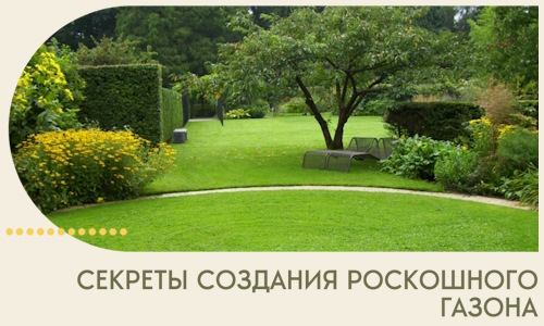 Секреты создания роскошного газона в Киржаче